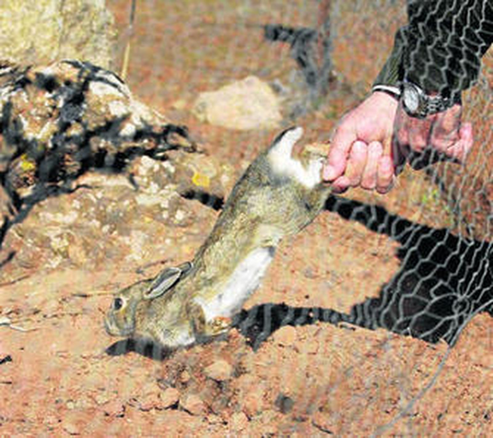 Ejemplar de conejo silvestre soltado en el monte.