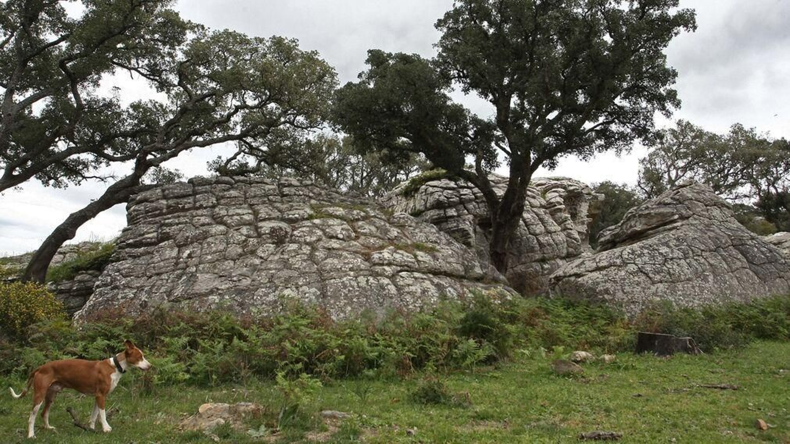 Un grupo de encinas en Los Alcornocales.