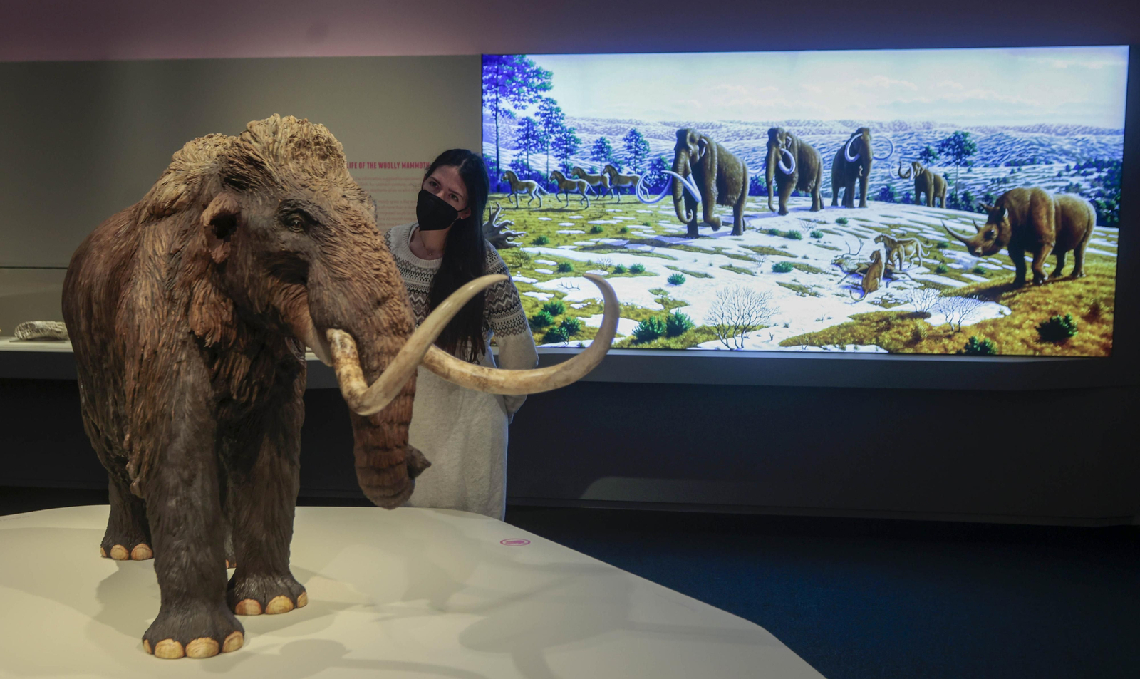 Exposición 'Mamut. El gigante en la Edad de Hielo', en Caixafórum