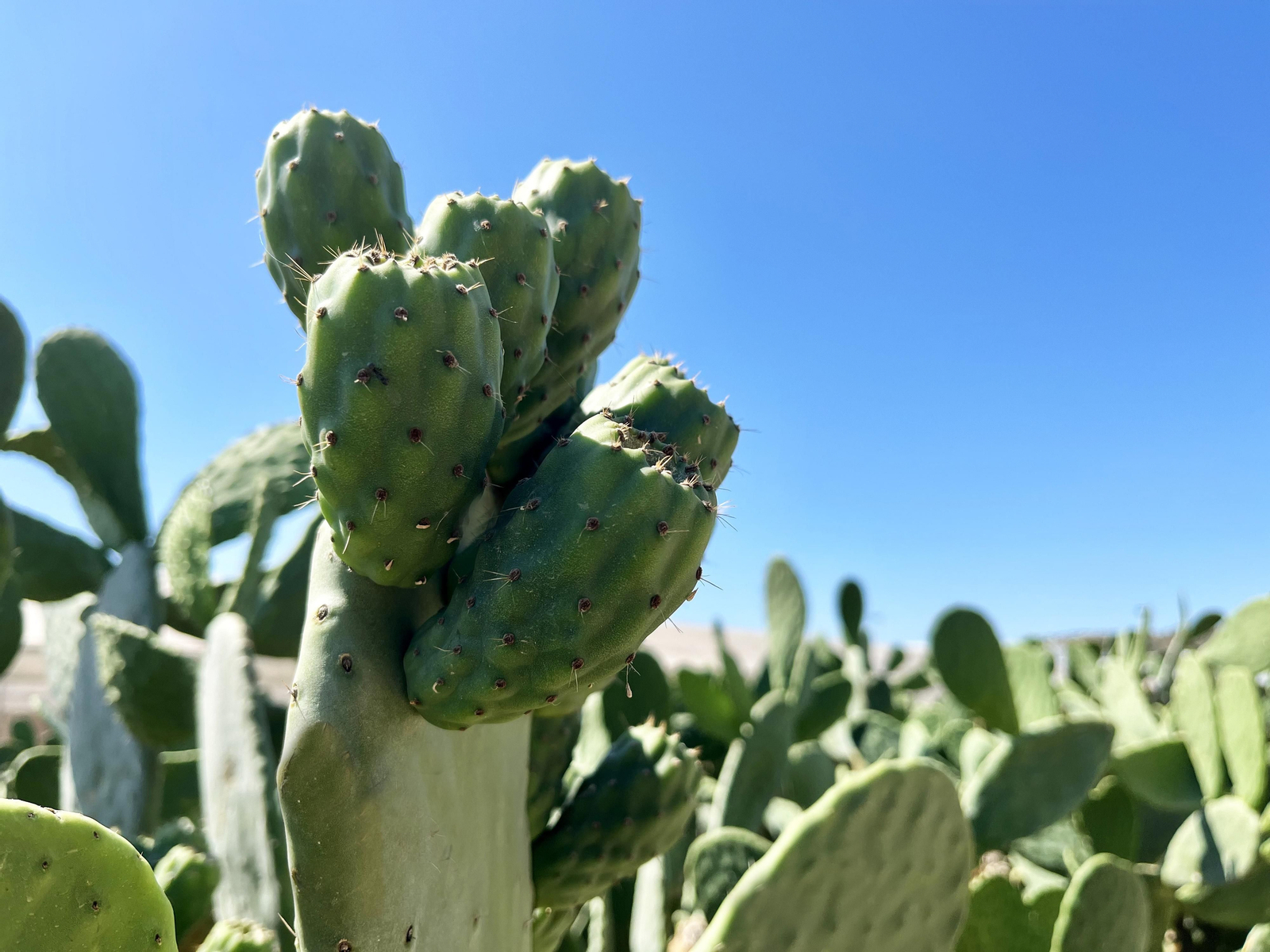 Las pencas de Almería vuelven a producir los chumbos más sabrosos