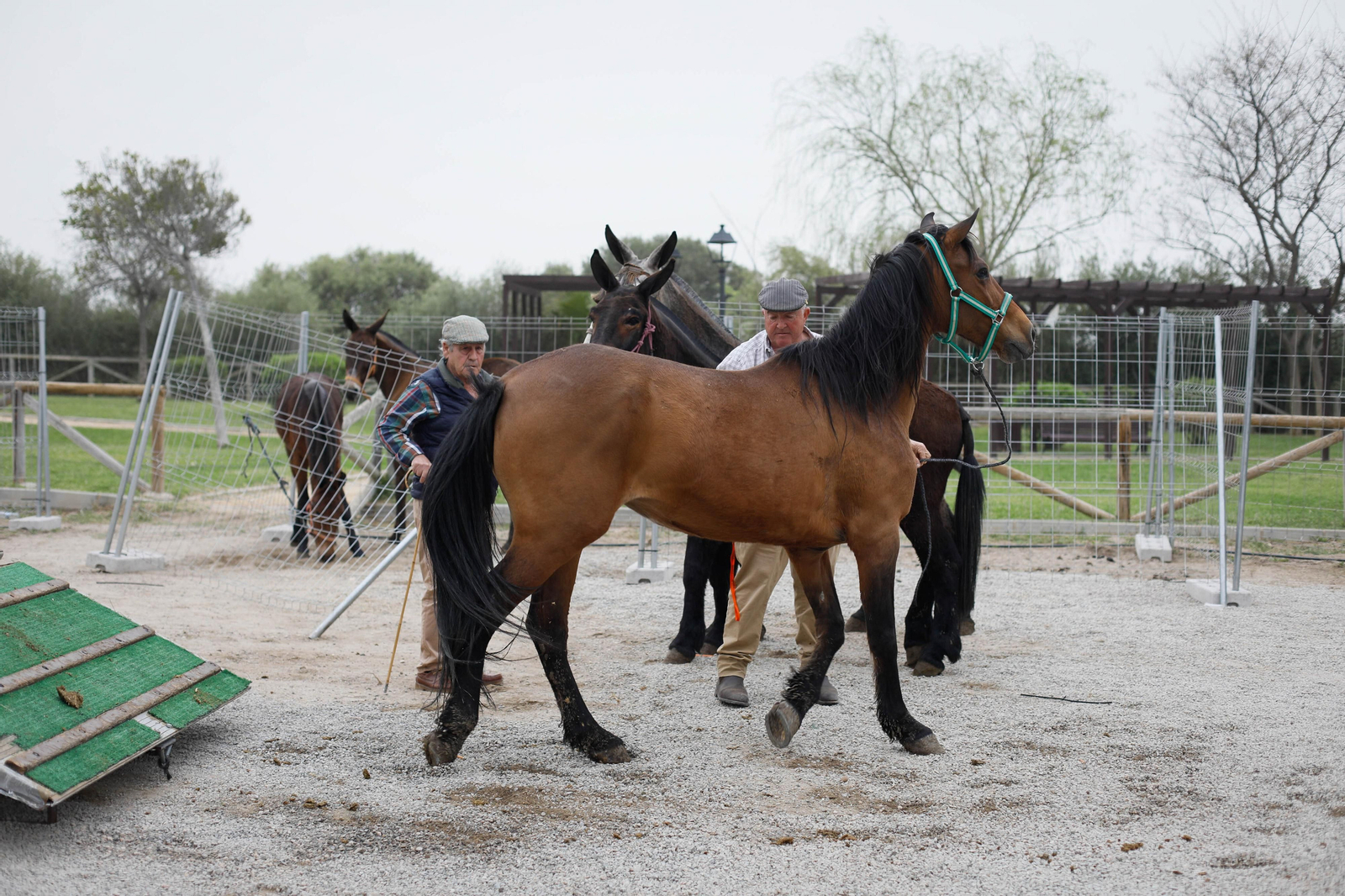 Galería de la Feria  de ganado en Tarambana