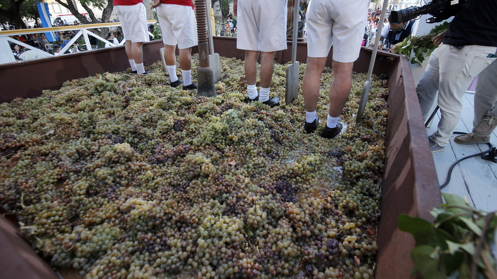 Imágenes de la Pisa de la Uva en la Alameda Vieja