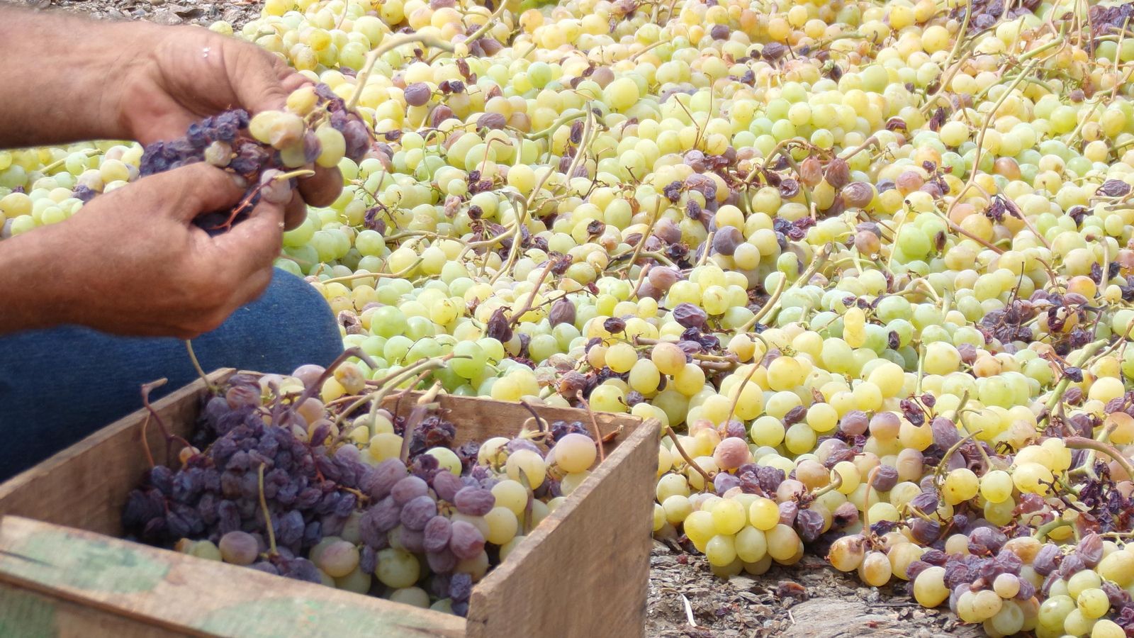 La vendimia en la Axarquía, en imágenes