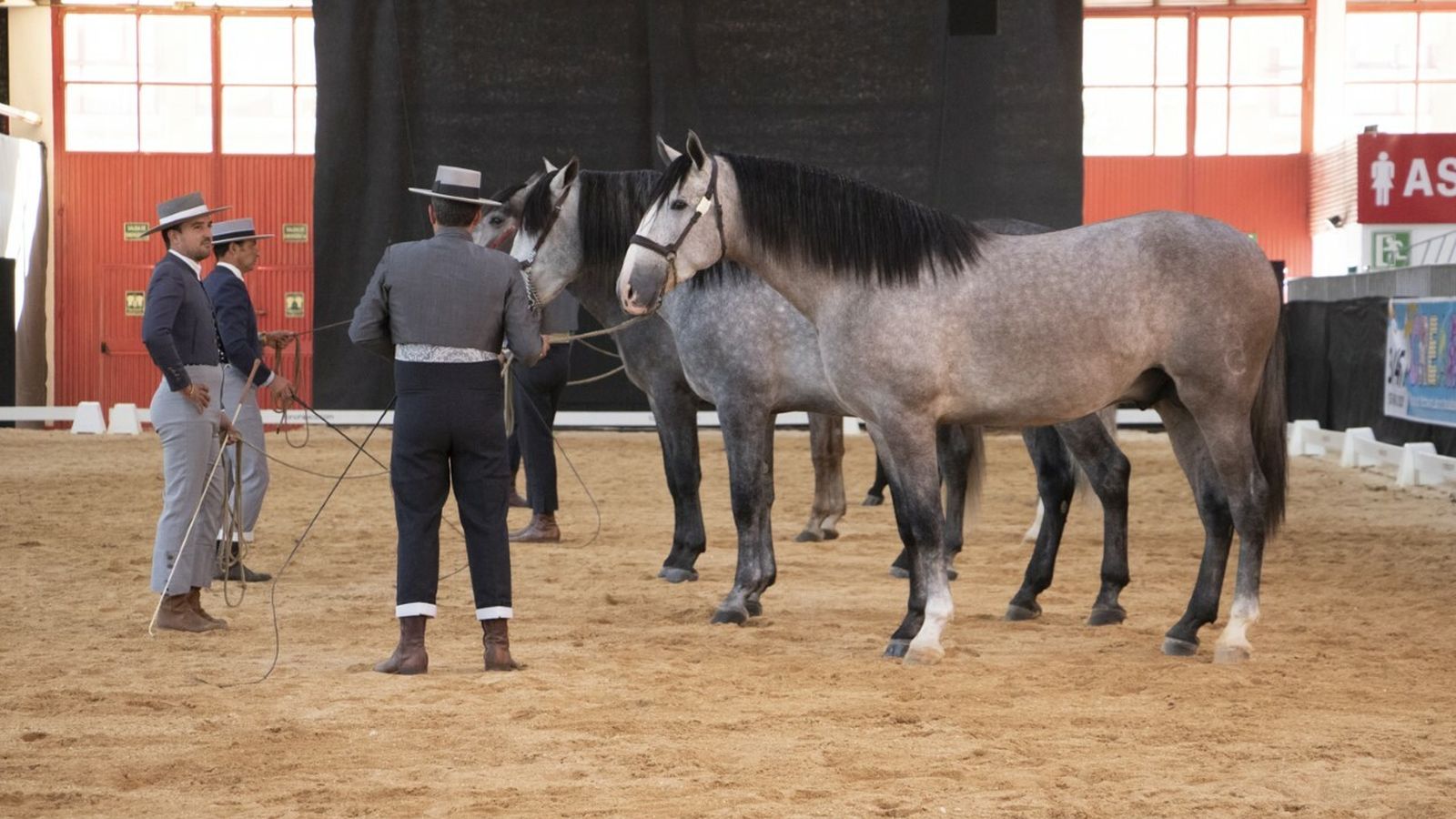 Exhibición de caballos.