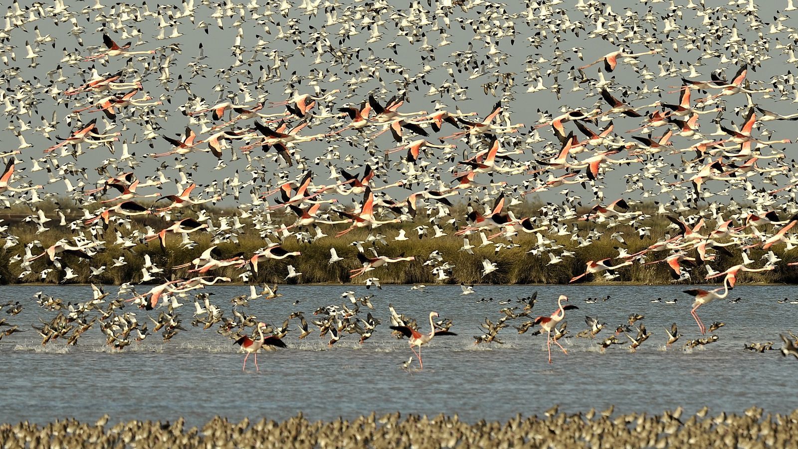 Flamencos en Doñana.