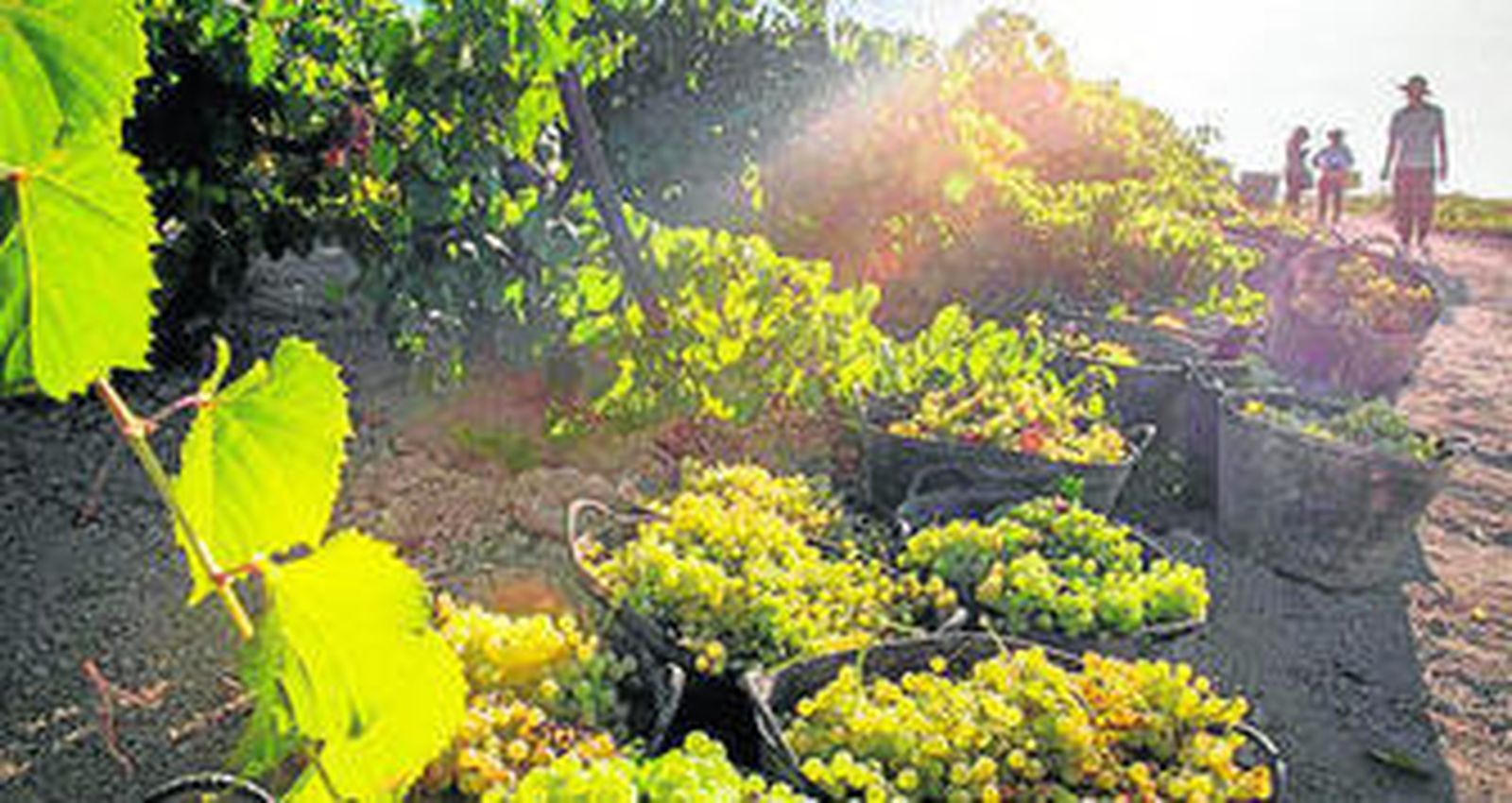 Hoy acaban las Fiestas de la vendimia 2015