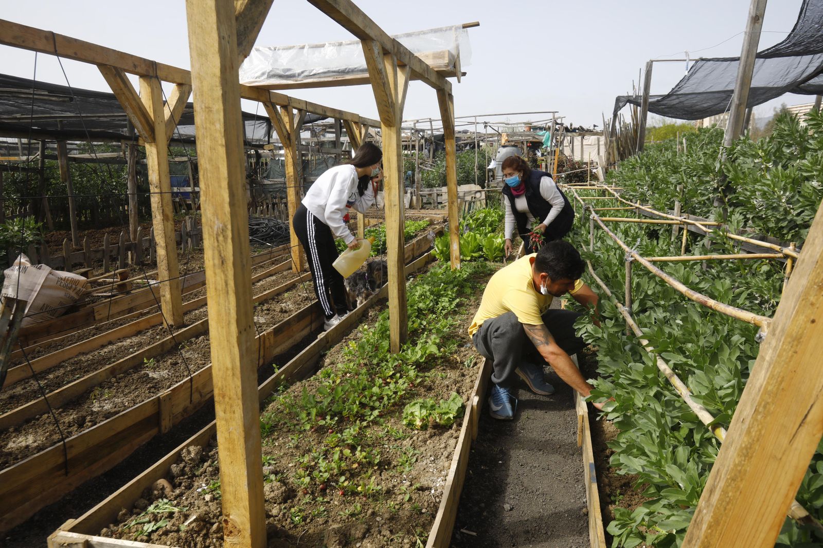 Varias personas trabajan en un huerto ecológico.
