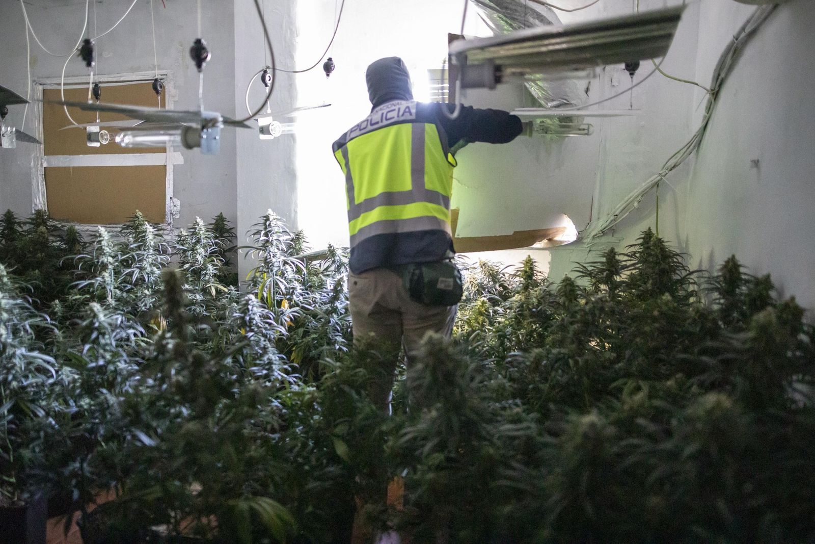 Imagen de archivo de una intervención de la Policía Nacional en una plantación de marihuana