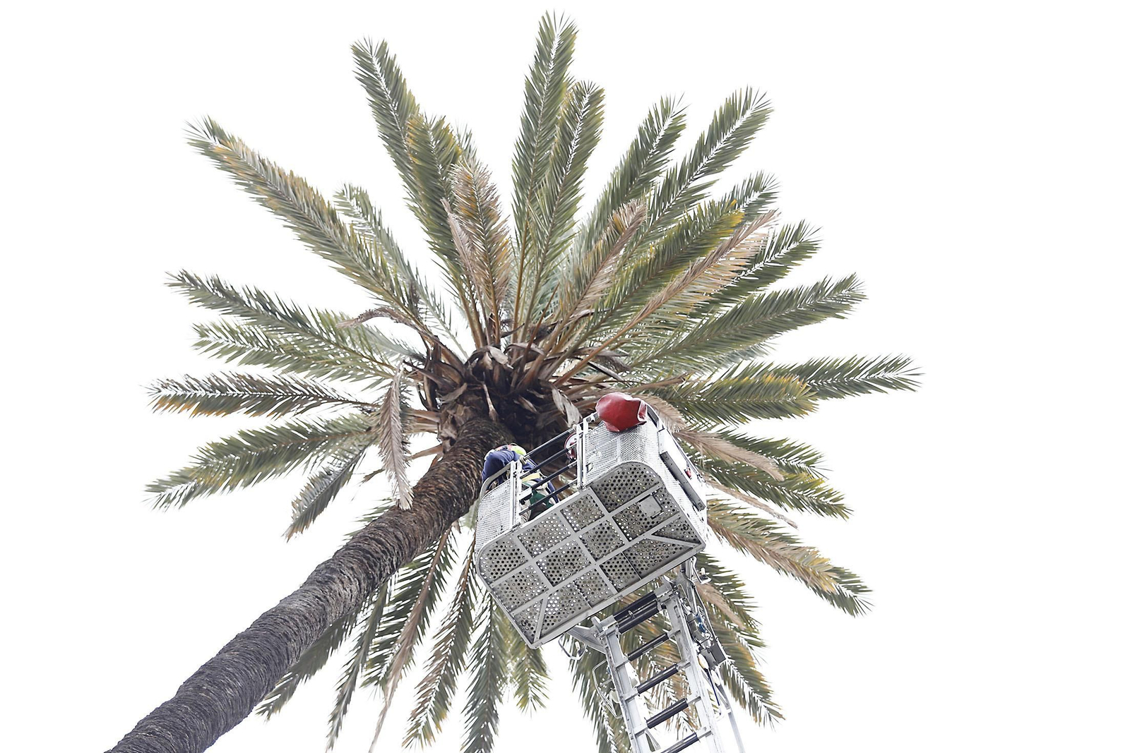 La palmera de Huelva es sometida a una inspección y posterior poda tras el paso del último temporal