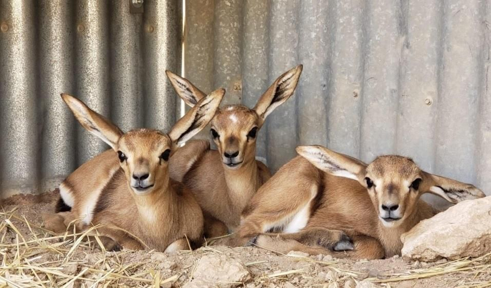 Las tres gacelas recién nacidas en la Finca de La Hoya, de la EEZA del CSIC, en Almería