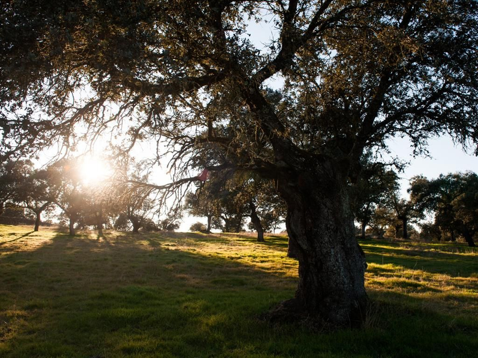 Dehesa de Pozoblanco