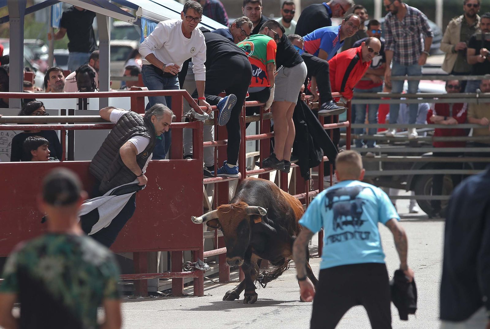 Fotos del Toro Embolao en Los Barrios