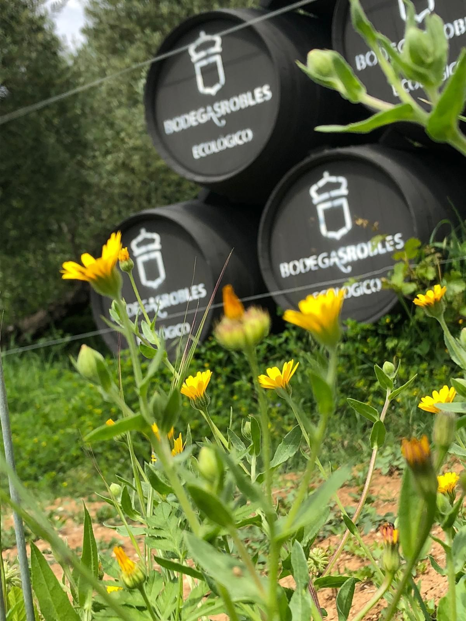 Las fotografías de la primavera en la Campiña de Córdoba