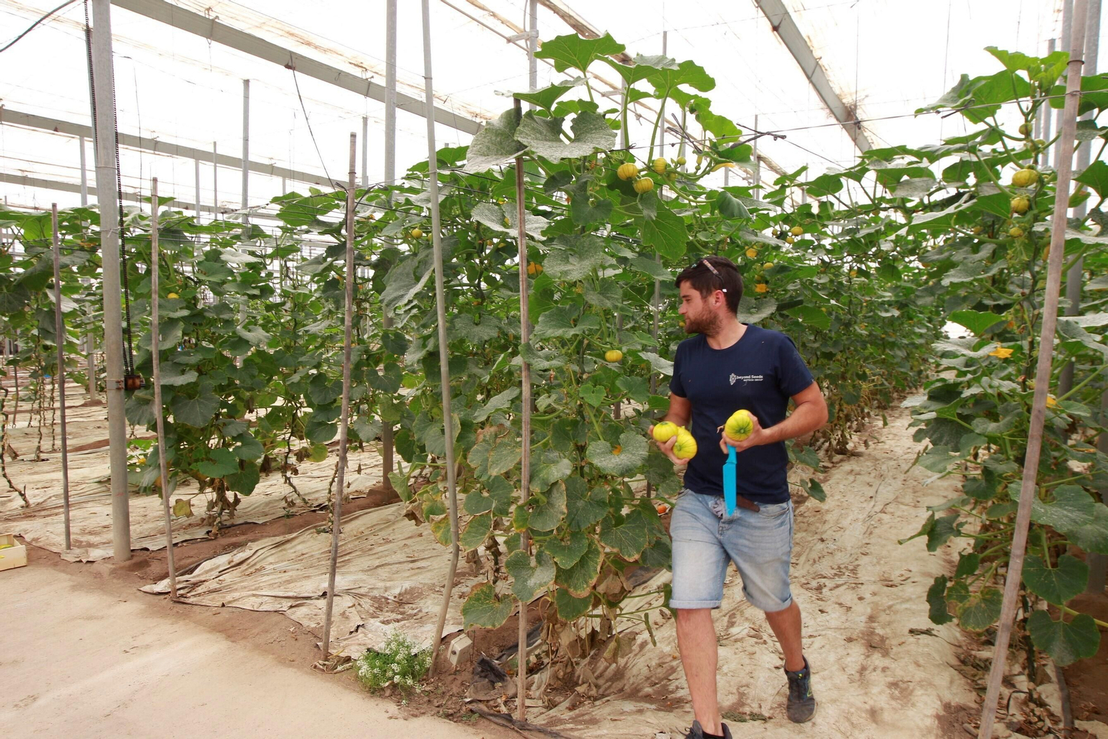 Vea cómo es el Zucchiolo, el producto de moda de la huerta almeriense