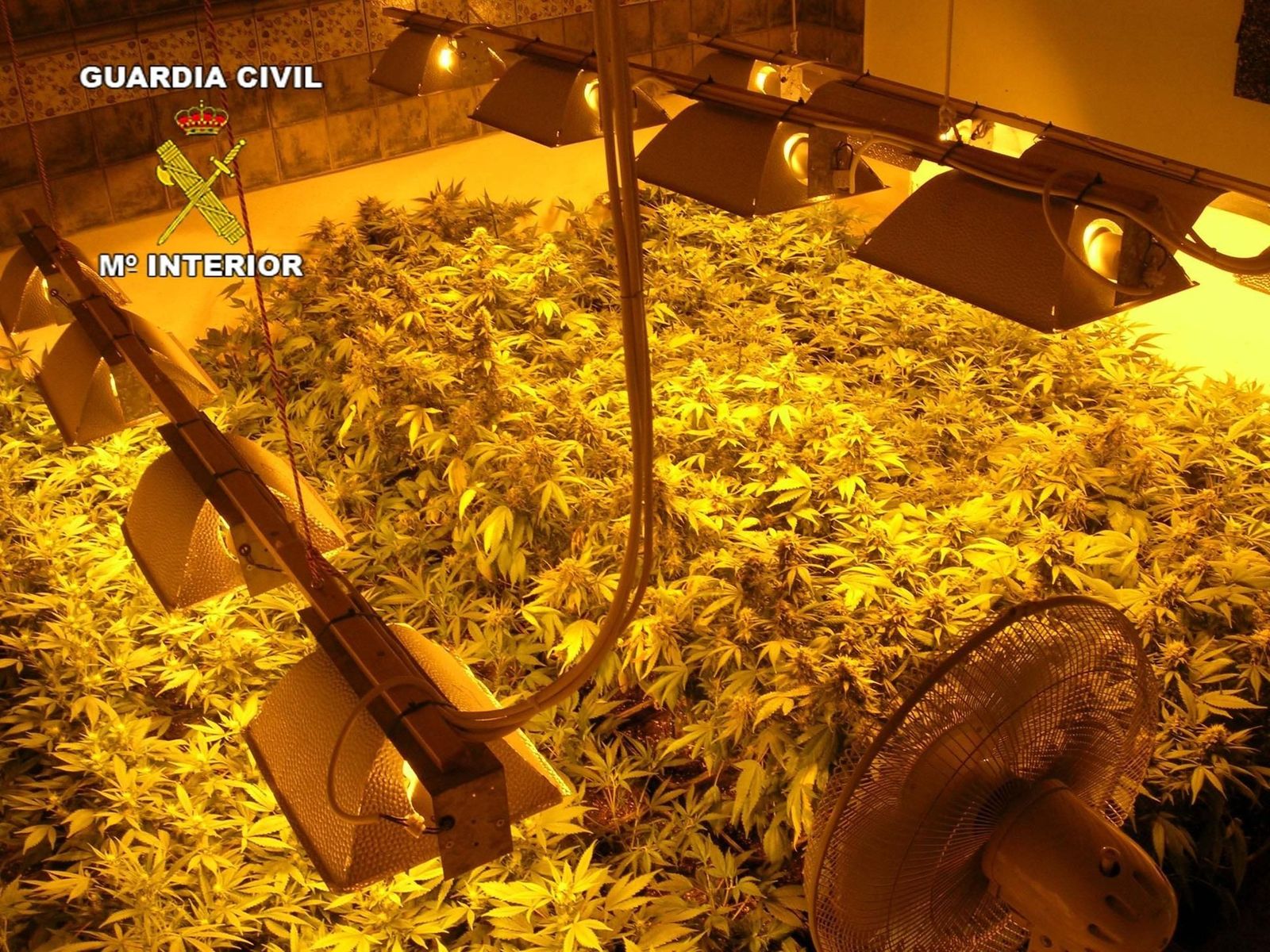 Imagen de archivo de un laboratorio de plantas de marihuana