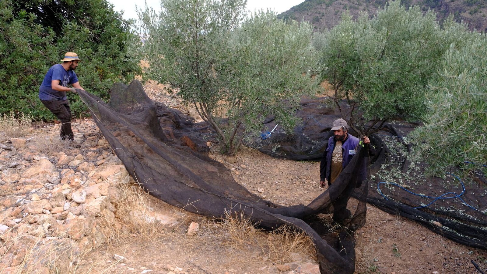 Recogida de aceituna.