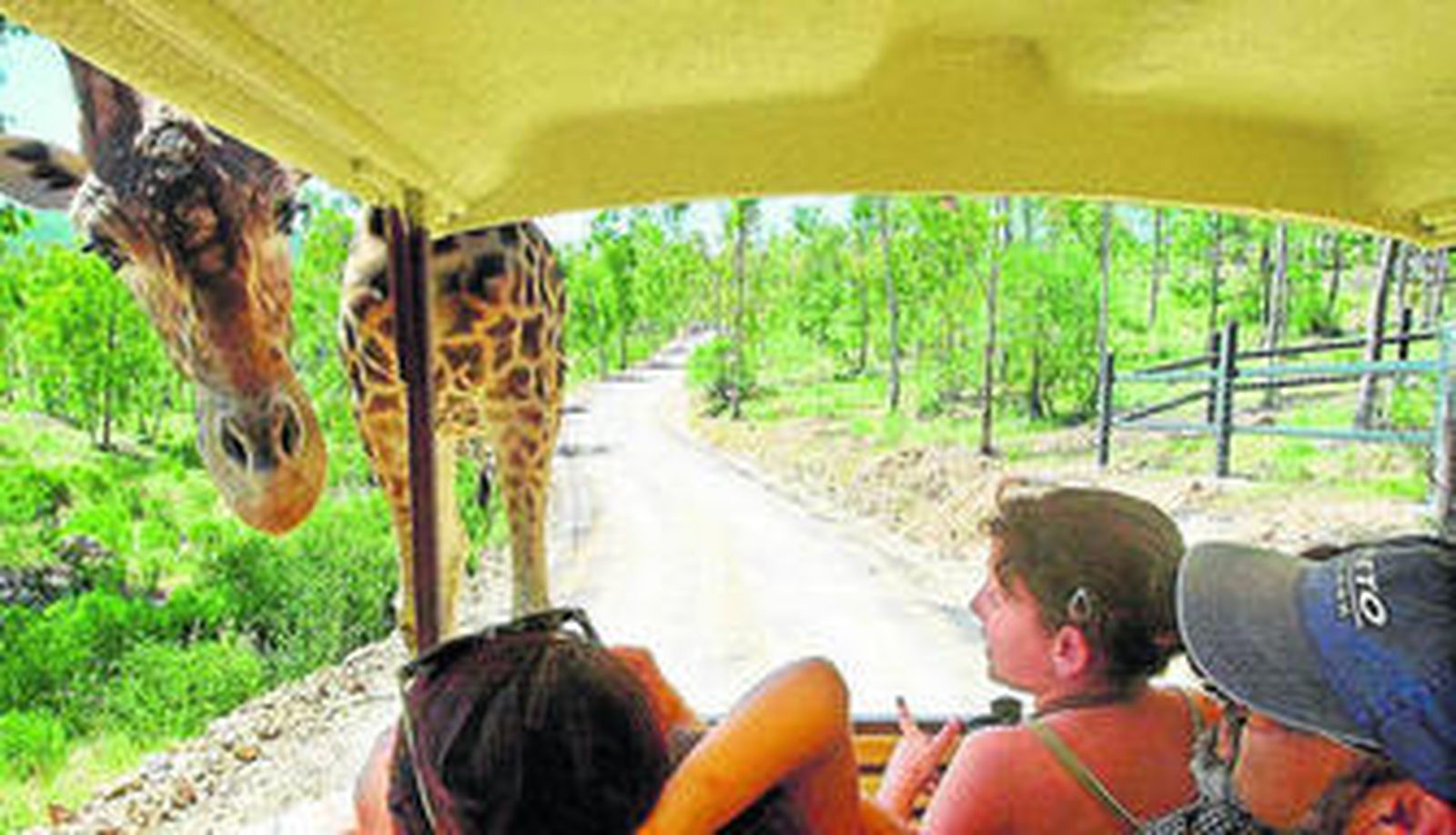 En coche o en tren, los visitantes pueden recorrer la reserva, donde viven cientos de animales.