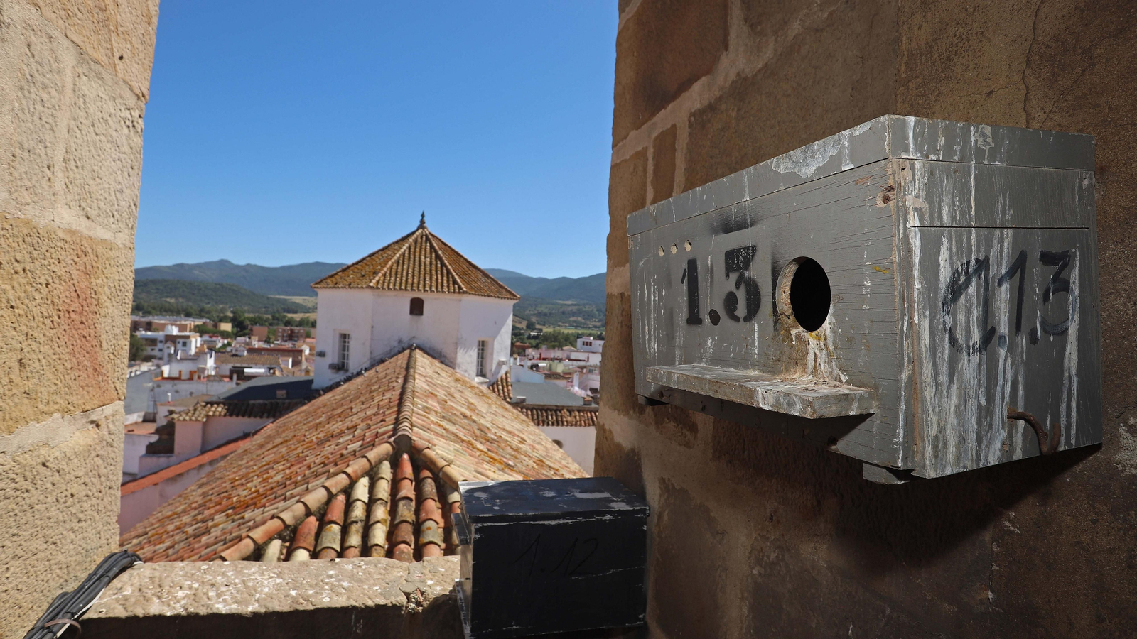 Anillamiento de cernícalos primilla del grupo Tumbabuey en Los Barrios