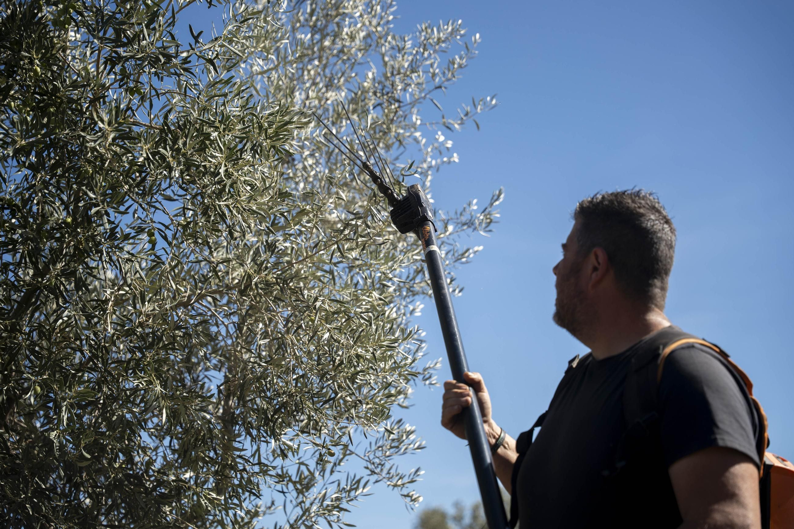Las imágenes de la campaña recogida de acetuna en Fiñana