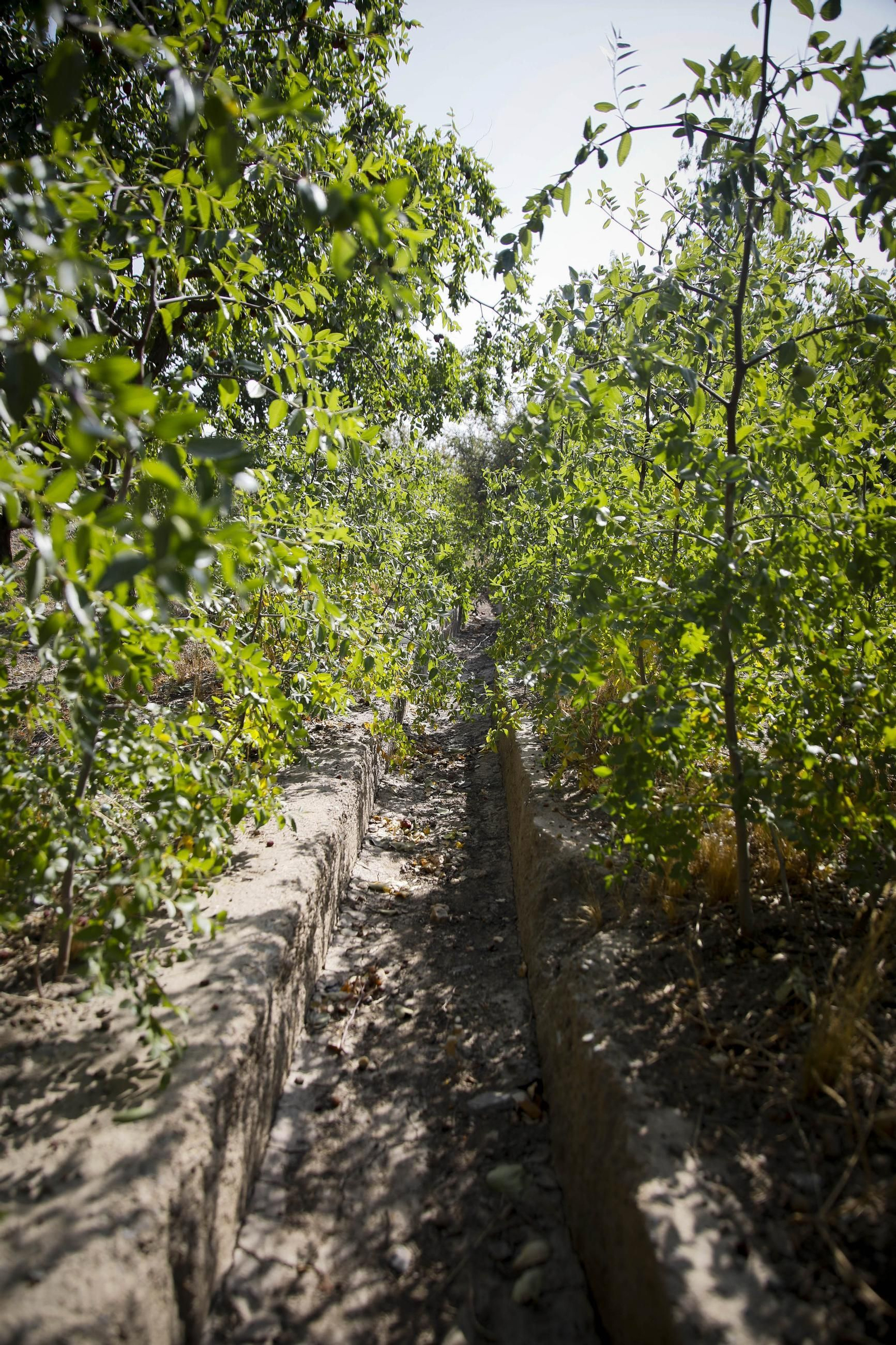 Imágenes del cultivo de azufaifas en Abrucena