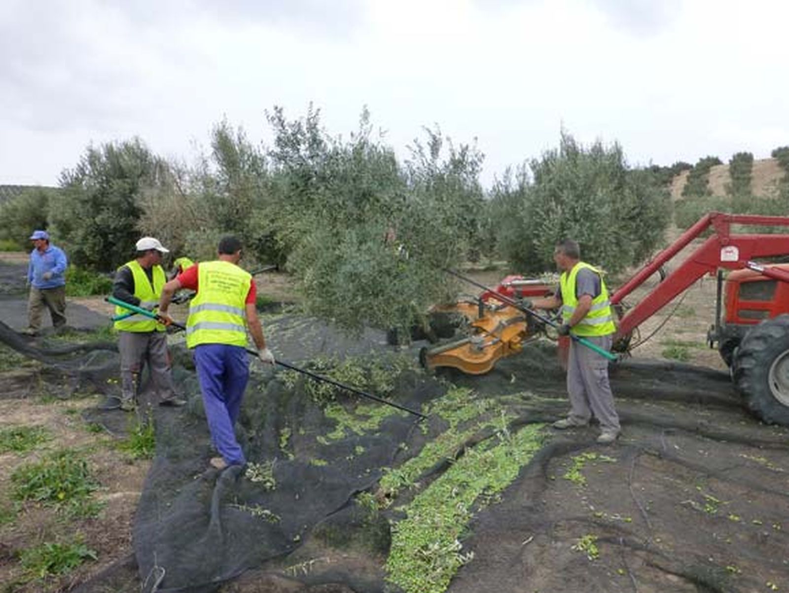 Verdeo en el campo sevillano