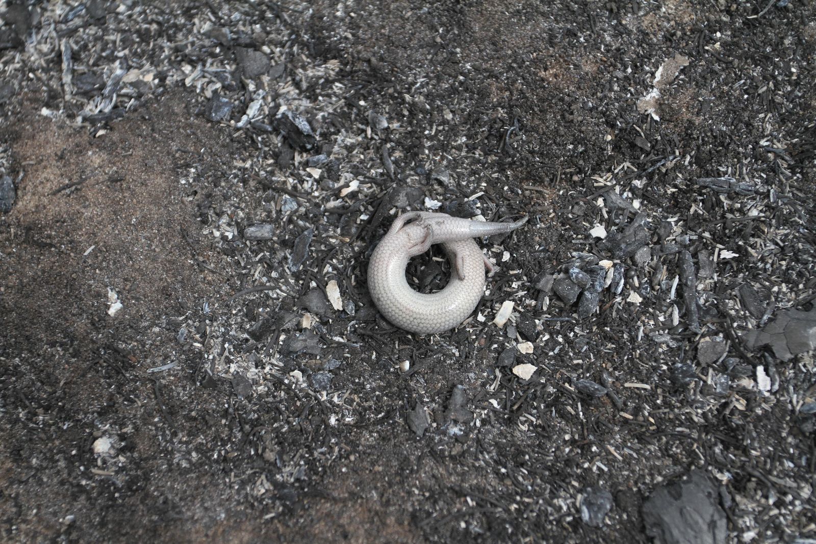 Las imágenes del incendio en Moguer y Mazagón