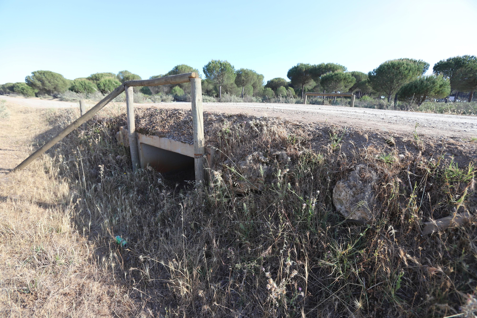 Imágenes del estado en el que se encuentran los caminos del Rocío para la Romería 2023
