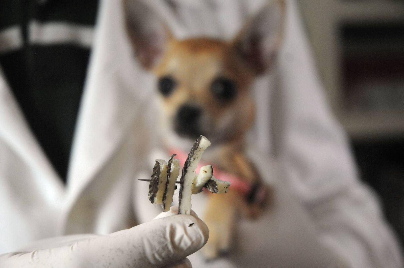 La Guardia Civil incorpora en la comandancia  a una perra detectora de cebos envenenados