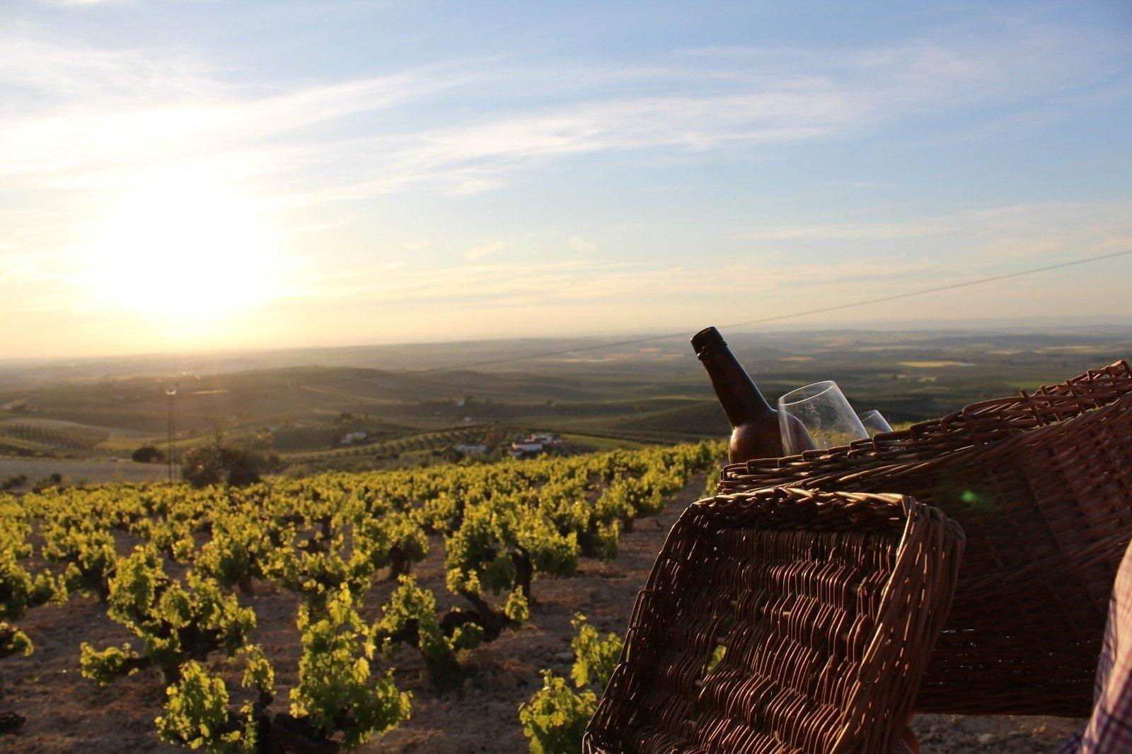 Viñedos de la Sierra de Montilla.