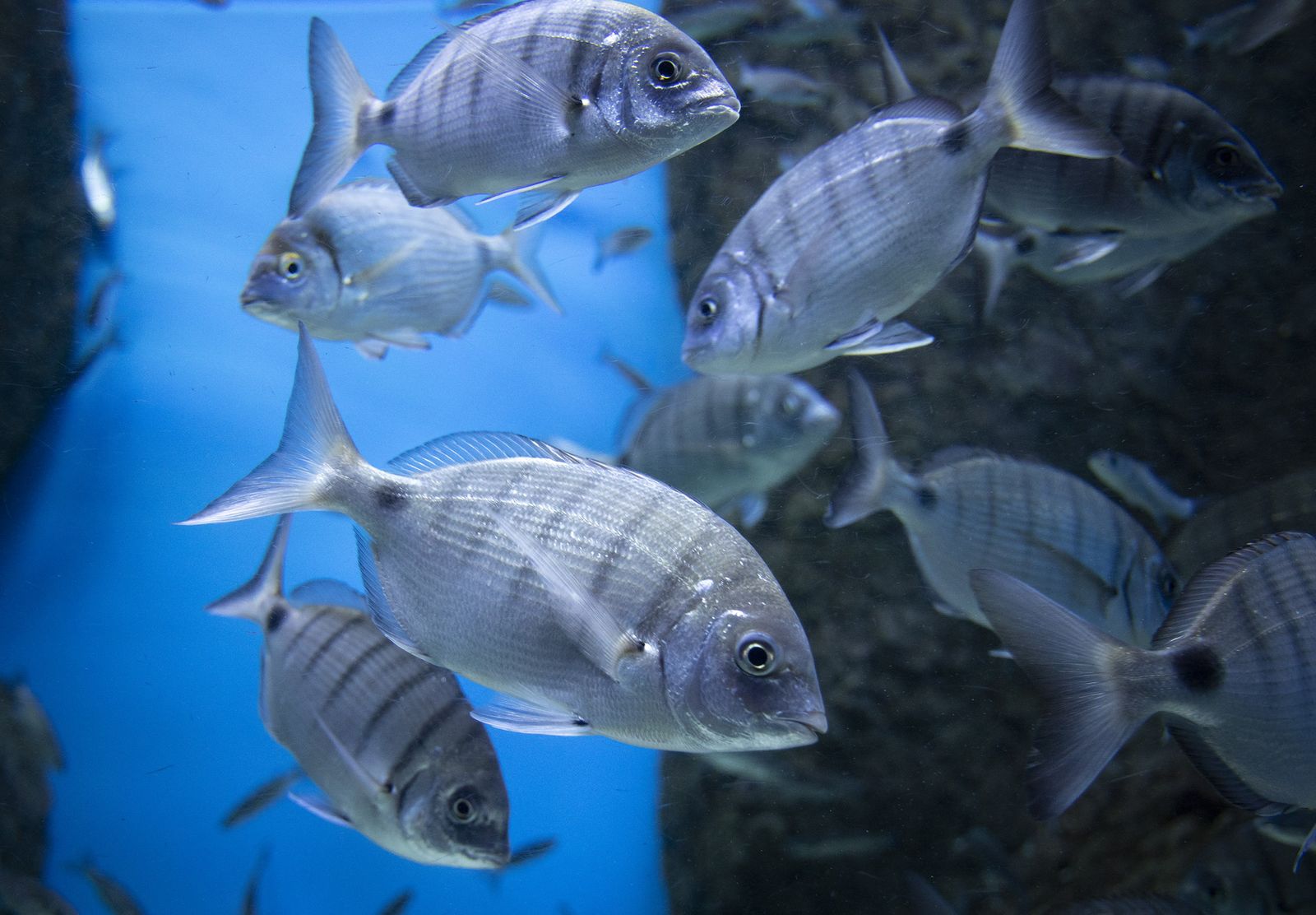 La reapertura del acuario de Sevilla, en imágenes