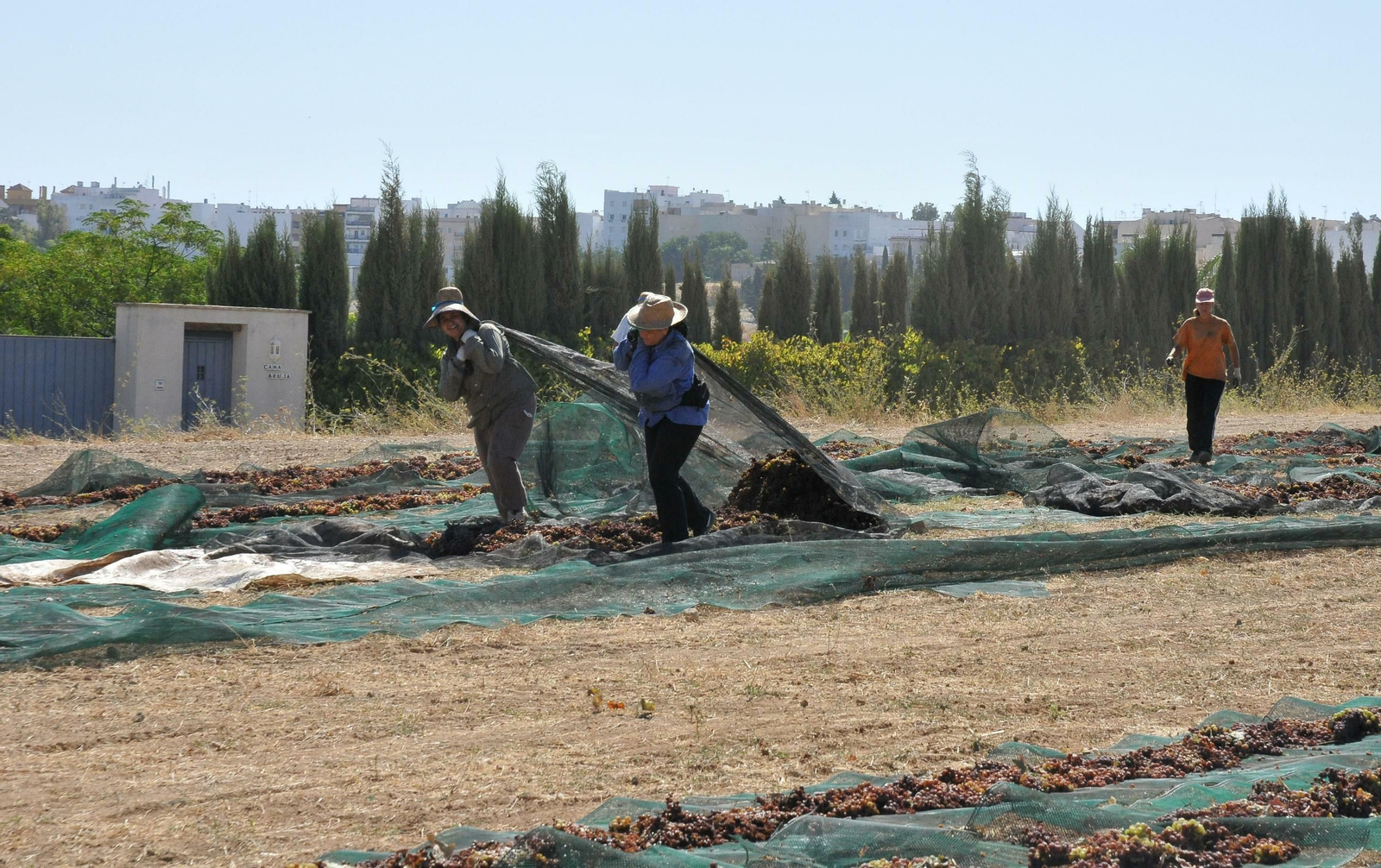 Varias personas trabajan en la vendimia de la comarca Montilla-Moriles.