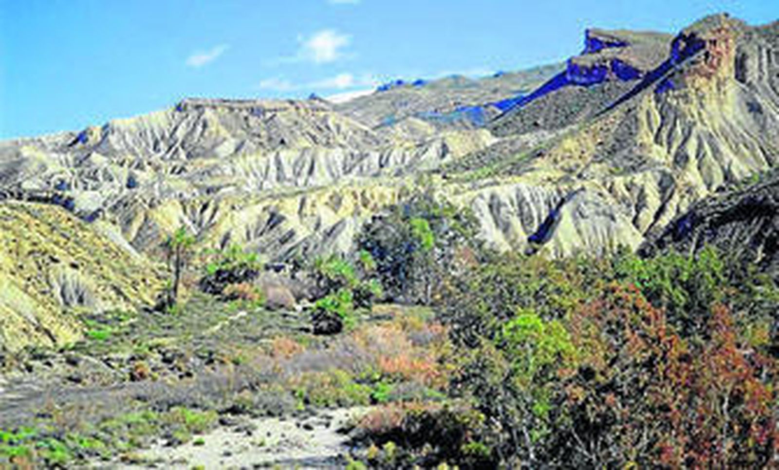 Masas forestales y vegetación en el desierto de Tabernas.