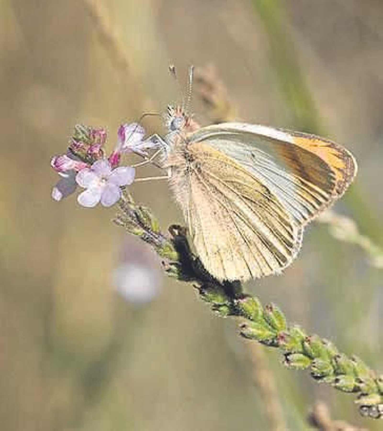 Mariposa Africana.  Hace 40 años era desconocida en Almería, ya hay individuos que suelen establecer sus propias colonias.