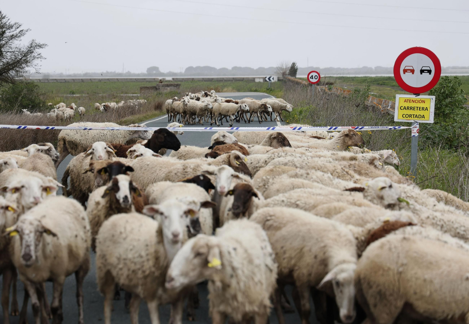 Las imágenes de las inundaciones en Los Palacios y las Cabezas de San Juan