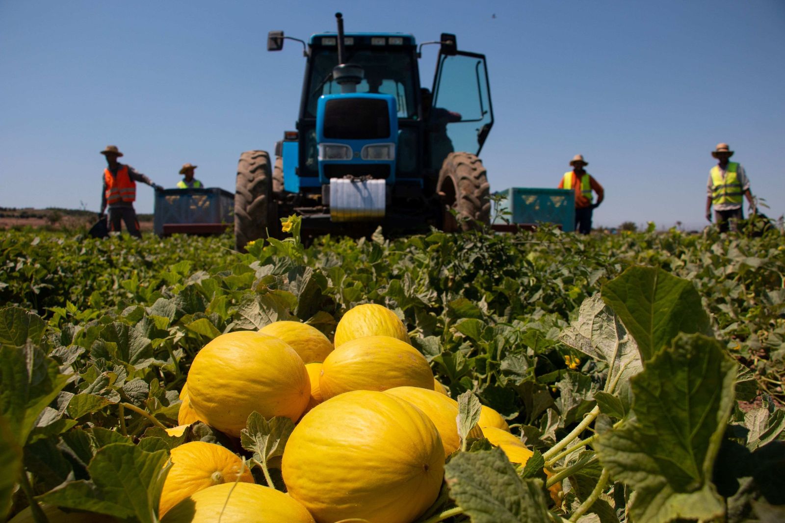 Melón amarillo de Marfruit.
