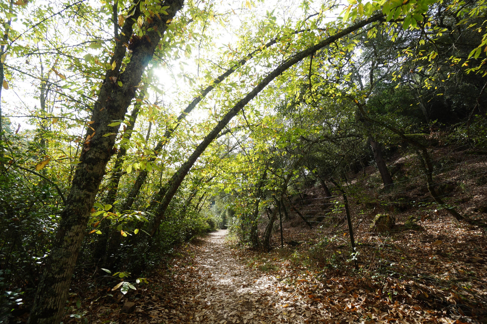 Un paseo en fotografías por el castañar de Valdejetas en la Sierra de Córdoba