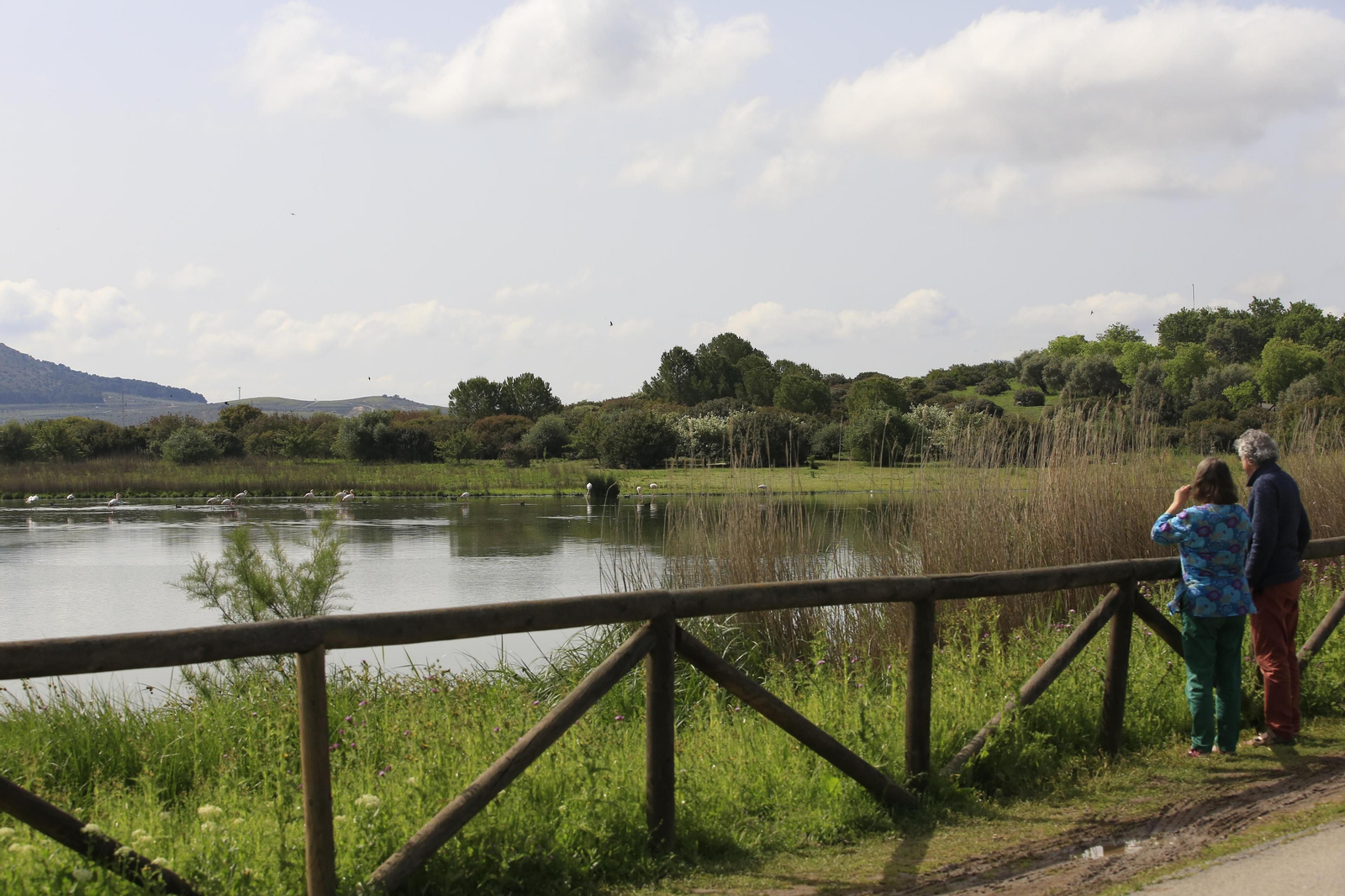 Los flamencos en la Laguna de Fuente de Piedra, en fotos