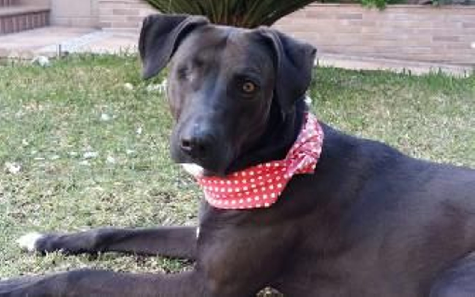 La mala pata de 'Bribón'