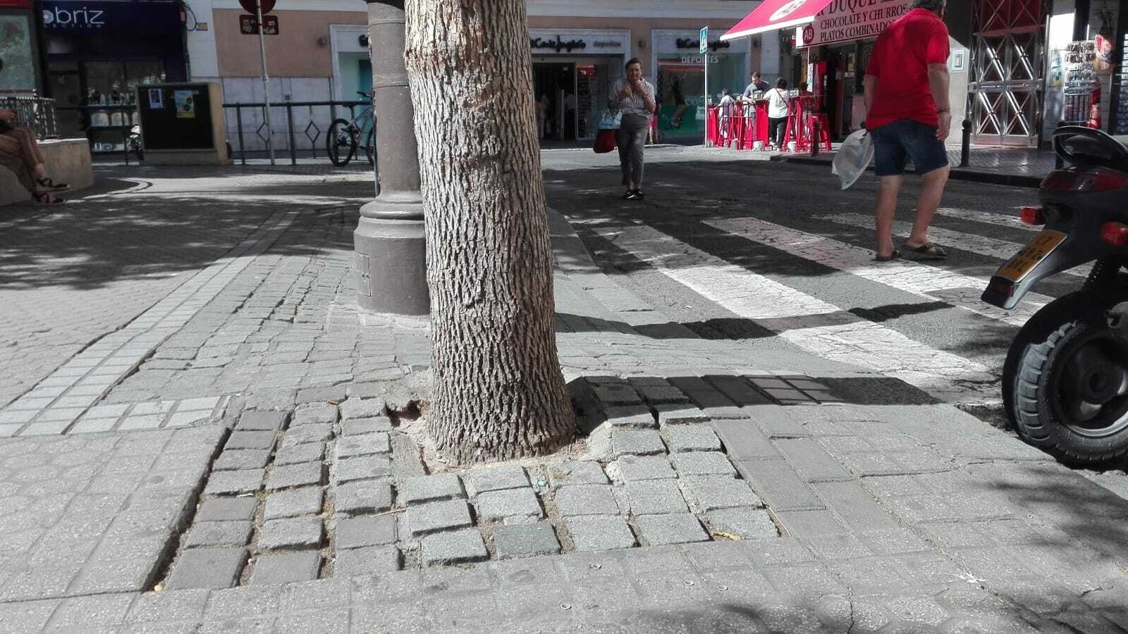 Otras formas de tapar el alcorque, en la Plaza del Duque.