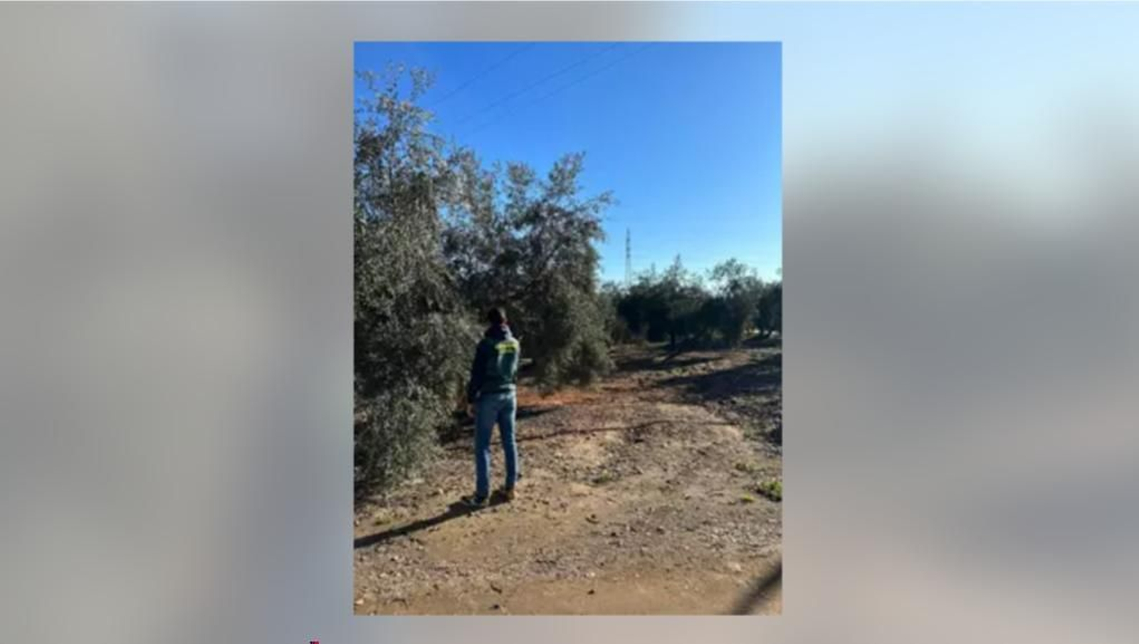 Investigado un vecino de Linares por disparar a un perro