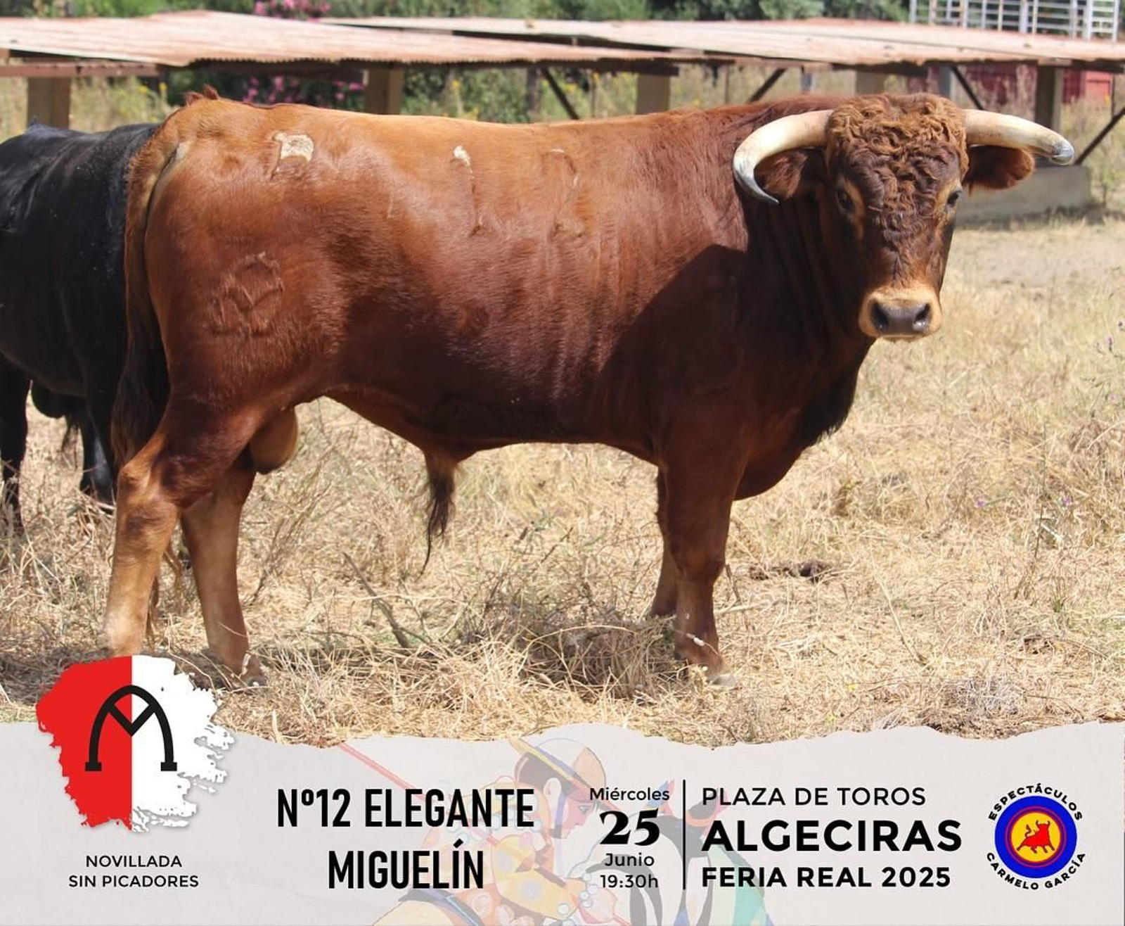 'Elegante' de la ganadería de Miguelín para la Feria de Algeciras 2025.