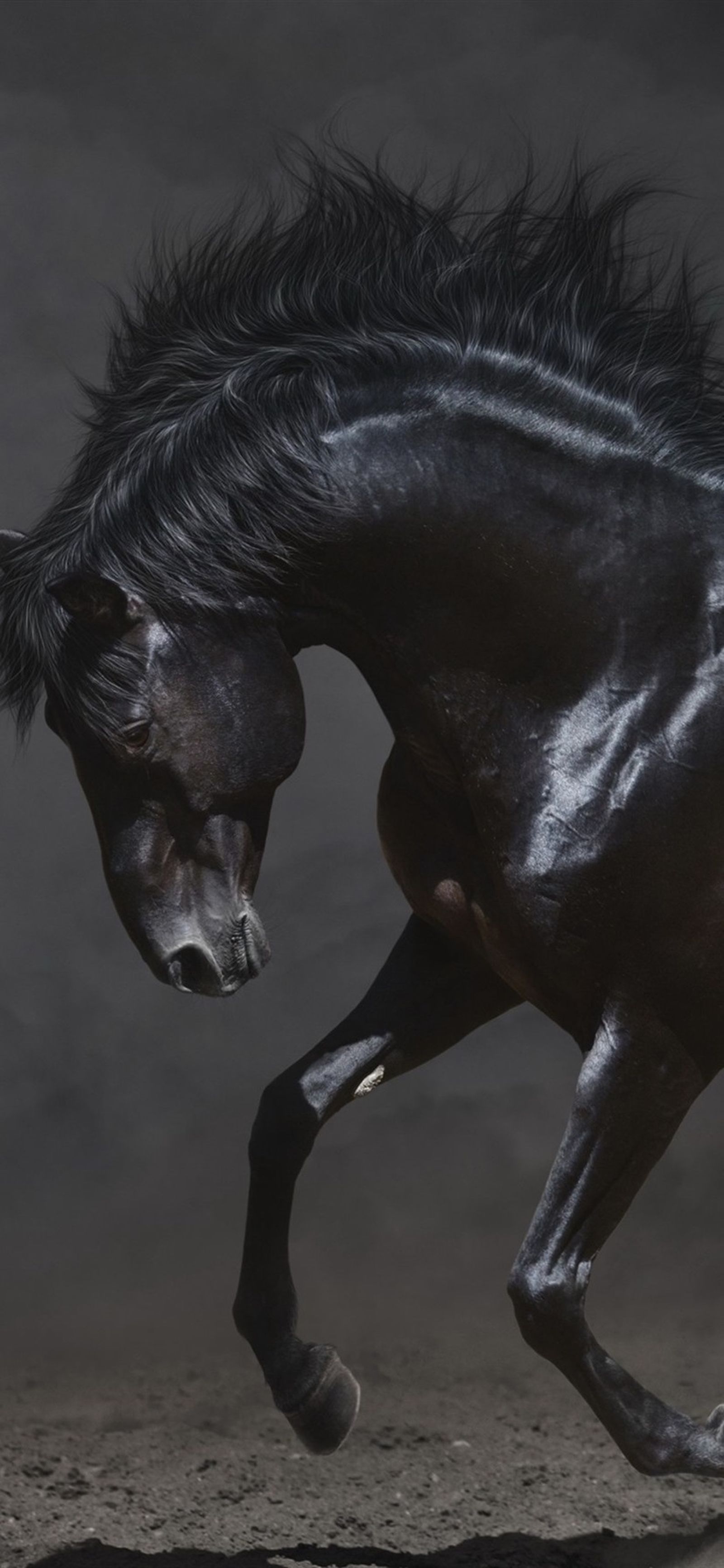 El marqués regaló a su hija Mencía una jaca negra por su 20 cumpleaños.