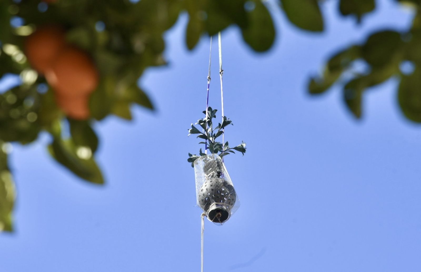 La retirada de las jarras de las azucenas de la Giralda, en imágenes