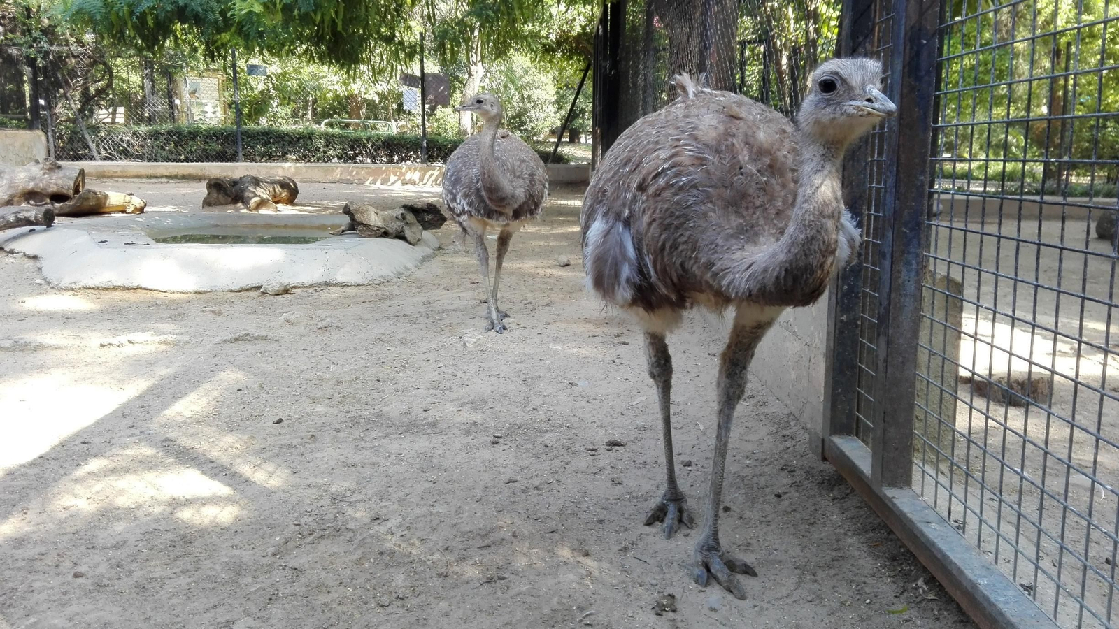 El ejemplar de Ñandú de Darwin, ya en el Zoobotánico de Jerez.