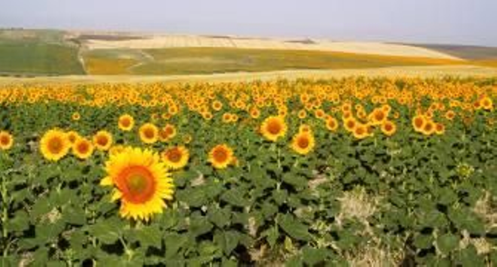 No habrá una buena cosecha de girasol