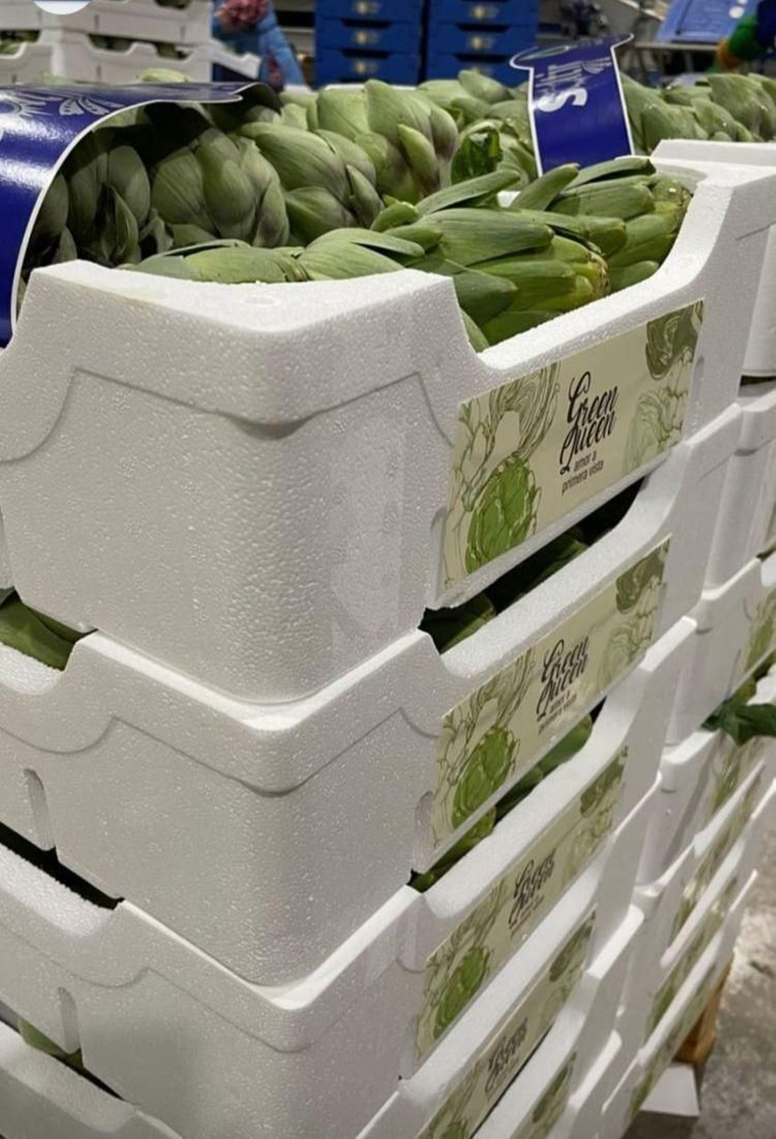 Alcachofa Green Queen F1 de BASF