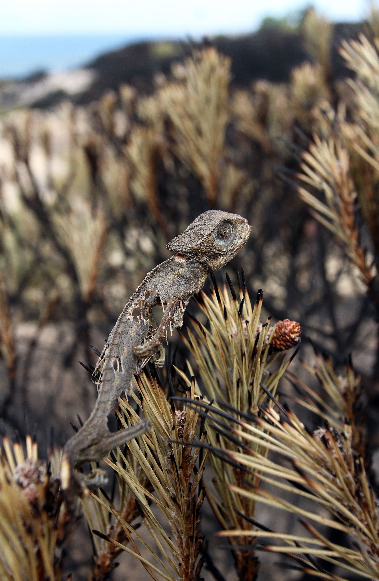 Imágenes de las consecuencias del incendio de Moguer