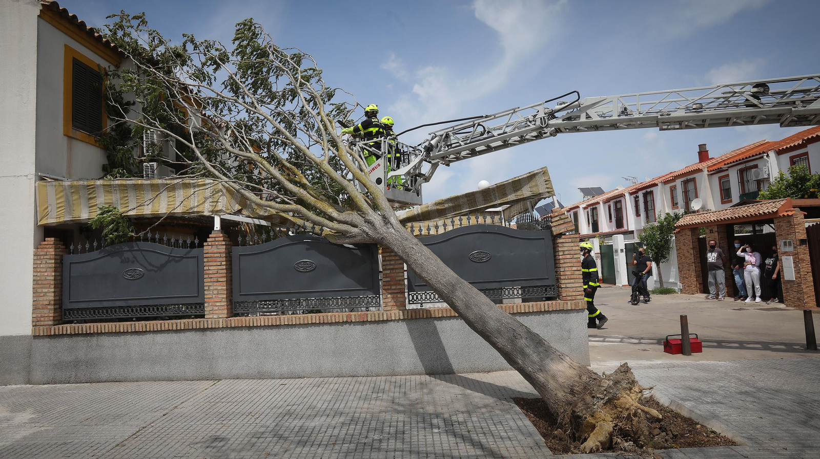 Cae un árbol en una casa por el fuerte temporal de viento que azota Jerez