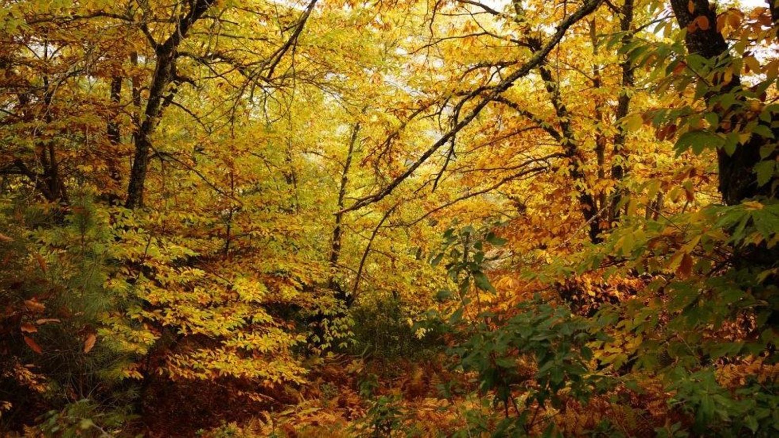 Bosque de las Letras