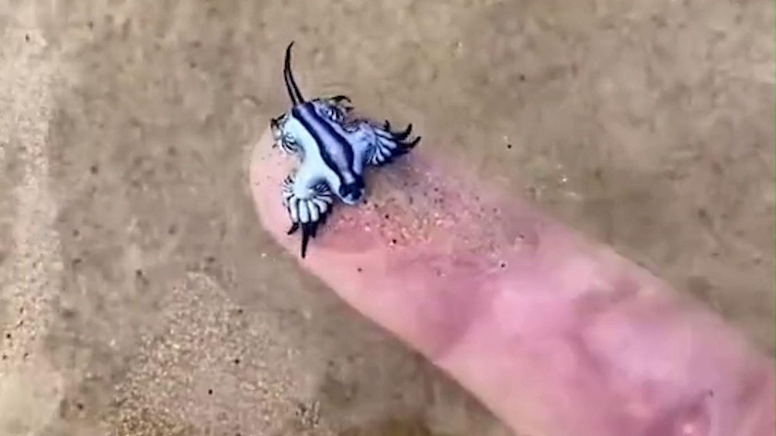 Un vídeo muestra cómo un bañista recoge a un dragón azul con las manos y lo deposita en la orilla.